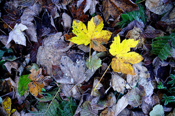 Blätter Herbst Schweiz
