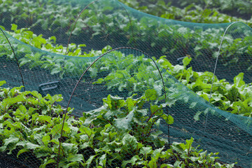 Beetroot and Swiss Chard plants growin in the vegetable farm under the plastic net protection.