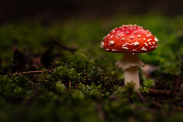 Portrait of very spotted fly agaric (Amanita muscaria) mushroom standing on moss in a dark forest with green bokeh background.