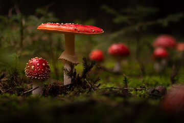 Group of fly agaric mushrooms surrrounded by moss in dark forest with bokeh backgound, Germany.