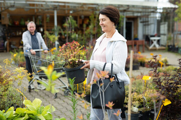 Aged woman customer buying plants in open-air market