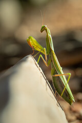 A praying mantia (mantis religiosa) is sitting in the sun on a hot day, Croatia.