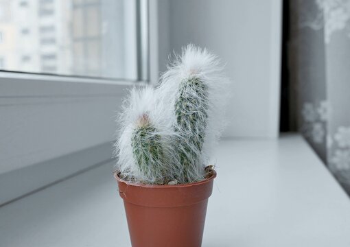 Fluffy espostoa cactus in an orange pot on a windowsill