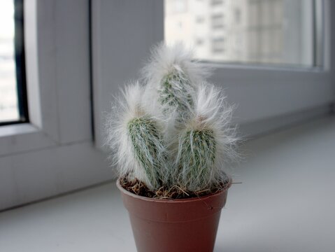 Fluffy espostoa cactus in an orange pot on a windowsill