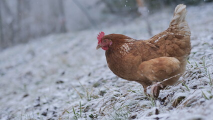 A brown chicken in free-range husbandry is walking through the yard, covert with a light layer of fresh snow, on a cold winter day.
