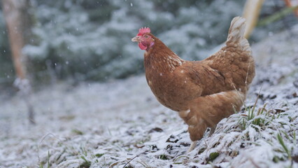 A brown chicken in free-range husbandry is walking through the yard, covert with a light layer of fresh snow, on a cold winter day.