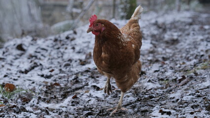 A brown chicken in free-range husbandry is walking through the yard, covert with a light layer of fresh snow, on a cold winter day.