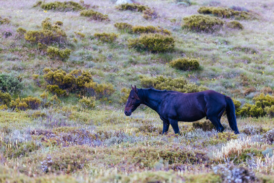 Brumby Bilder Durchsuchen 1,044 Archivfotos, und