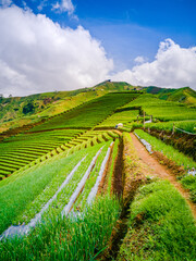 Wide view of hills which are heavily planted with onion crops. Creates a very beautiful landscape