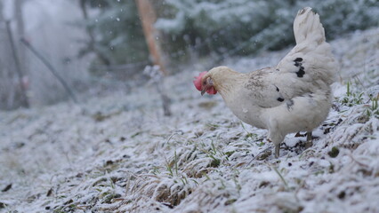 A white chicken in free-range husbandry is walking through the yard, which is covert with a light layer of fresh snow, on a cold winter day.