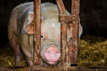 Pig in stable © Lie
