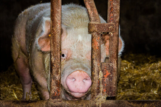 Pig in stable