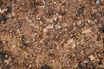 Manure, fertilizer from leaves from the forest. Photography, nature, earth background.