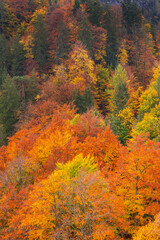 Fototapeta premium Autumn Mixed Forest, Bavarian Alps, Hohenschwangau, Füssen, Ostallgäu, Bavaria, Germany, Europe