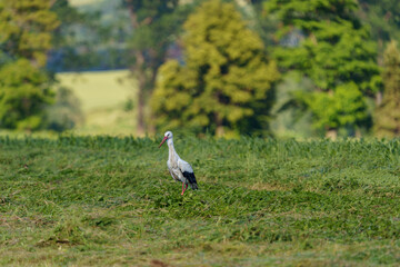Polish big bird - Stork walking on a green meadow