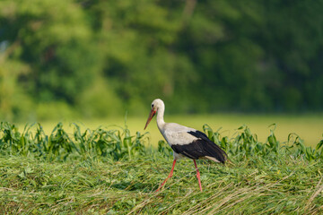 Polish big bird - Stork walking on a green meadow