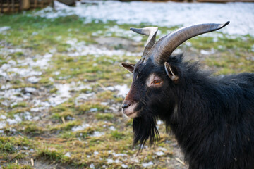 Goat with long horns on the lawn.