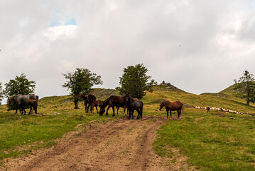 Fototapeta na wymiar Horses and sheep with herdsman and fog in Carpathian mountains in Romania