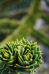 Background from succulent rosettes on blur background. Green plants for publication, poster, screensaver, wallpaper, banner, cover, post. High quality photo