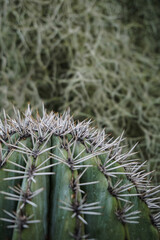 Naklejka na ściany i meble Cactus Background. Close-up texture of green cactus with needles 
