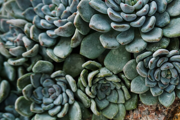 Succulent close-up full screen, filled frame, close-up, macro wallpaper