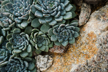 Succulent close-up full screen, filled frame, close-up, macro wallpaper