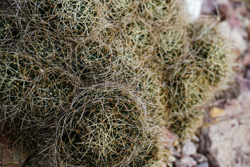 Cactus Background, Full frame detail close up. Close up texture of green cactus with needles	