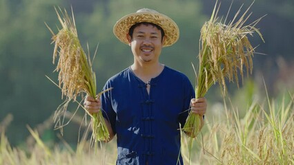 Happy Asian farmer harvesting golden rice in his paddy field. 