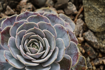 Succulent close-up full screen, filled frame, close-up, macro wallpaper