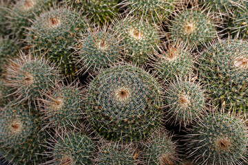 Cactus Background, Full frame detail close up. Close up texture of green cactus with needles	