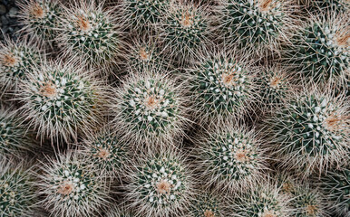 Cactus Background, Full frame detail close up. Close up texture of green cactus with needles	
