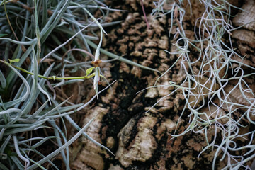 Full Frame of Green Leaves Pattern Background, Nature Lush Foliage Leaf Texture, tropical leaf
wood full of variety of green leaf topical plants some with flowers for background use.