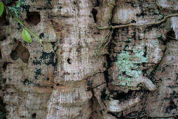 Full Frame of Green Leaves Pattern Background, Nature Lush Foliage Leaf Texture, tropical leaf
wood full of variety of green leaf topical plants some with flowers for background use.
