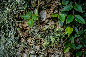 Full Frame of Green Leaves Pattern Background, Nature Lush Foliage Leaf Texture, tropical leaf
wood full of variety of green leaf topical plants some with flowers for background use.