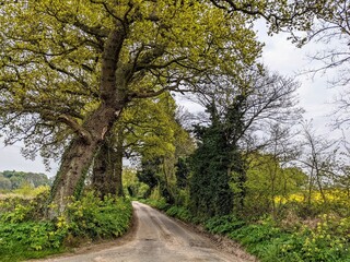 path in the park