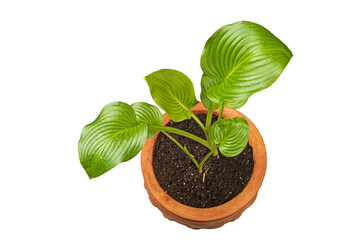 Houseplant philodendron in a pot, top view.Isolate on a white background