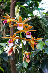 Orchid in the garden	