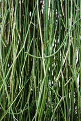 grass with dew drops