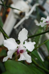 Orchid in the garden