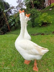 goose on the grass © Laura