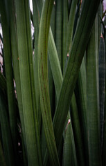 Title	
Nature of green leaf in garden in summer. Natural green leaves and plants using as spring background cover page greenery environment ecology wallpaper	
