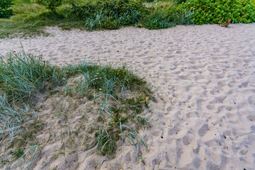 Beautiful seaside green vegetation on a beautiful sandy calm beach