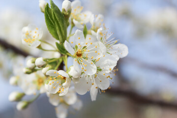 white cherry blossom on a branch