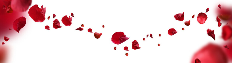 Backdrop of rose petals isolated on a transparent white background. Valentine day background. mother's Day