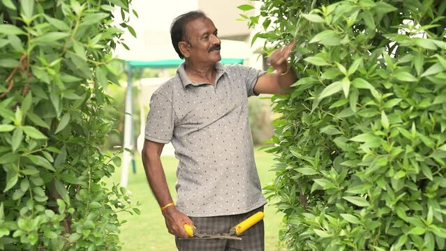 Indian Hindu happy healthy active gen x old senior retiree gardener cutting work use scissor tool trimming plant bushes touching cleaning green leaf take care outside exterior garden house home park