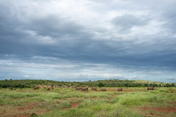 Fototapeta na wymiar A vast open African landscape of grasslands and a moody sky, with rhinos grazing in the distance. 
