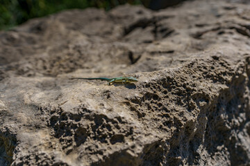 A small lizard basking on a warm rock in the sunshine