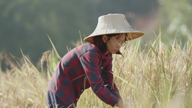 Happy Asian farmer harvesting golden rice in her paddy field. 