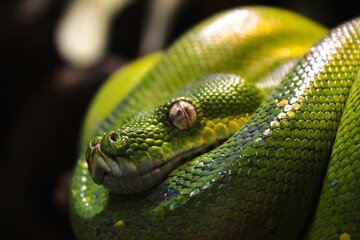 Close-up of a green snake making eye contact with you