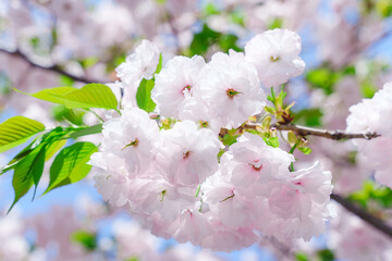 Obraz premium 八重桜アップ